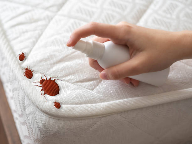 Best Pest Control Near Me  in Alamo, NV