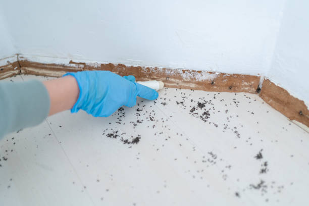 Best Pest Control for Businesses  in Alamo, NV